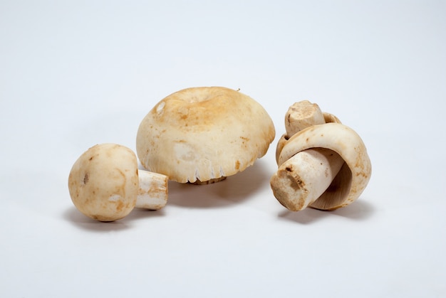 흰색 배경으로 버섯