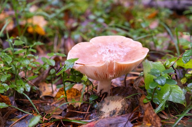 Mushroom with white cap among green grass in forest