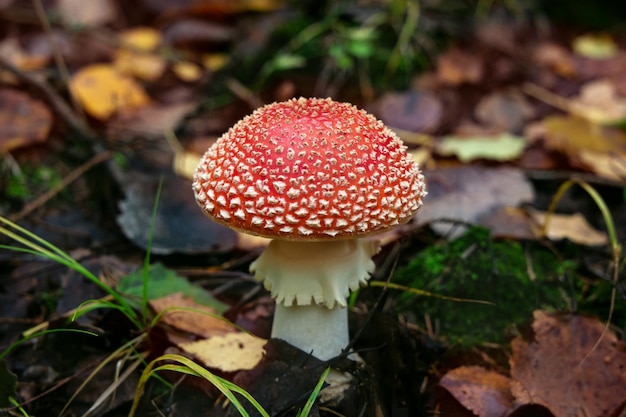 A mushroom with a white cap and red cap sits among leaves