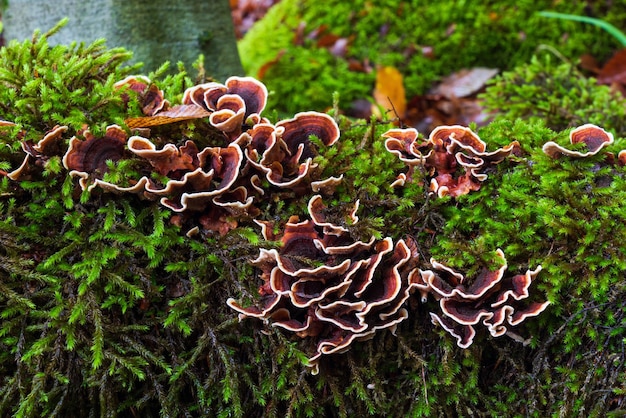 Mushrooms are parasites on mossy tree stump