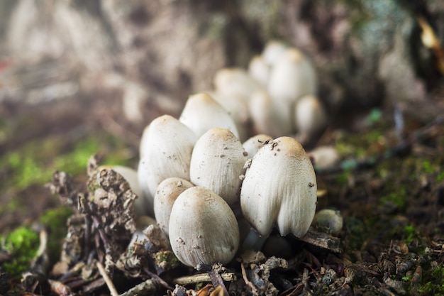 Mushrooms are poisonous in the face of rain