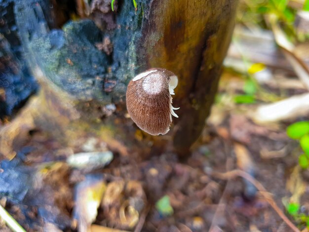 Mushrooms are on a tree that burns to death