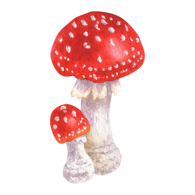 Photo mushrooms autumn forest amanita isolated on white background watercolor illustration