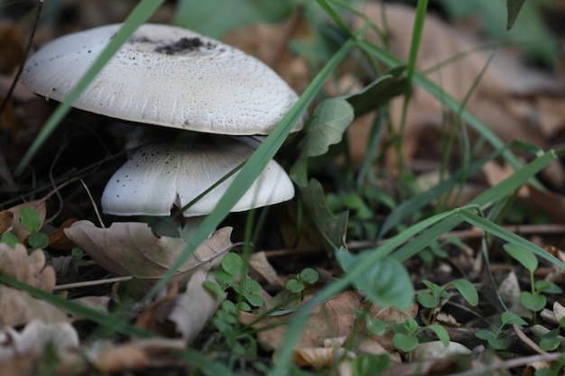 mushrooms in the autumn forest. close up