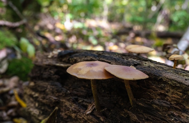 mushrooms in the autumn forest close-up