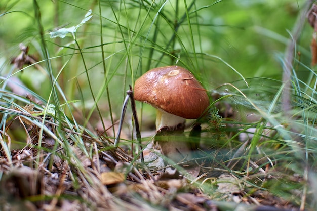 Mushrooms in the autumn forest growing in moss 