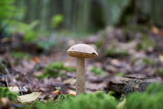 Foto funghi nella foresta di autunno che cresce nel muschio