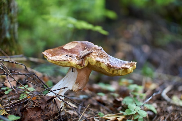 Mushrooms in the autumn forest growing in moss 