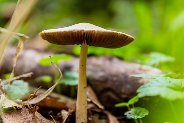 Mushrooms in autumn forest