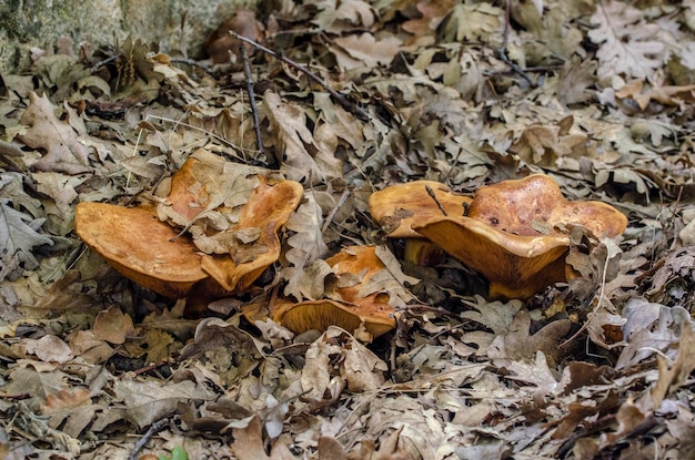 Mushrooms in a autumn forest