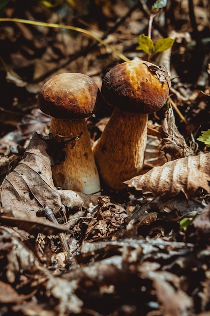 Mushrooms in the autumn forest.