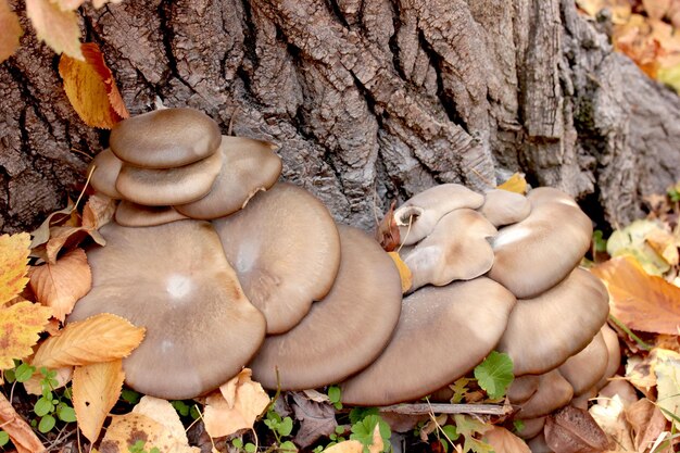 Mushrooms and autumn leaves in the forest