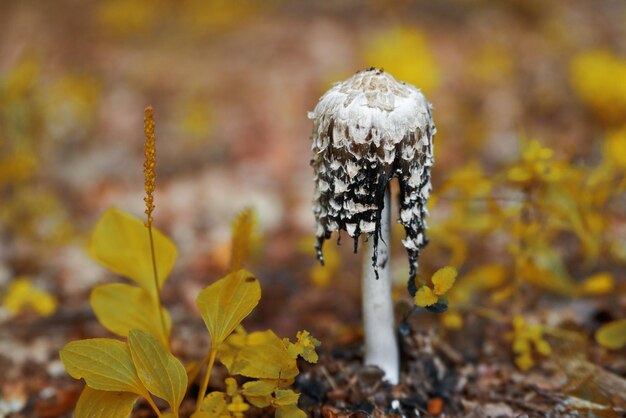 Photo mushrooms in the autumn a shaggy mane mushroom specimen