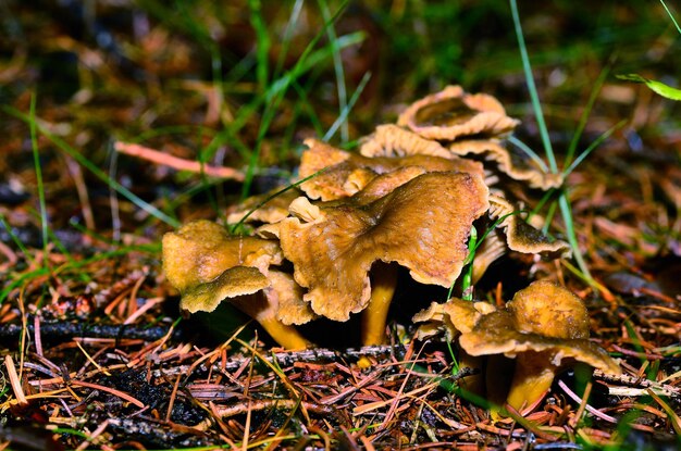 Mushrooms in the autumn