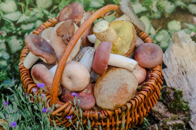 Mushrooms in a basket. Basket with edible mushrooms