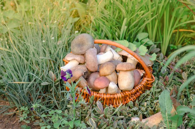 Mushrooms in a basket Harvest brown cap boletus and autumn forest Big basket of mushrooms