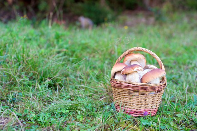 A mushrooms in basket o the meadow