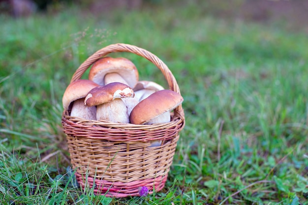 Photo a mushrooms in basket o the meadow