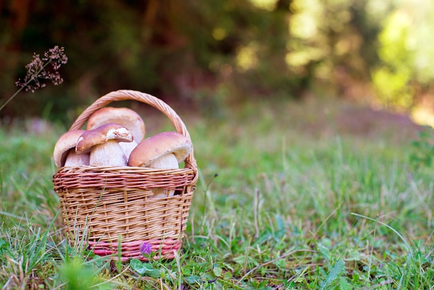 A mushrooms in basket o the meadow