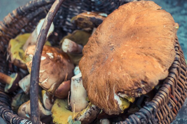 Mushrooms in the basket. 