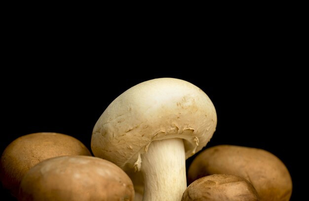 Mushrooms on a black background close-up view , organic and natural ingredient concept photo