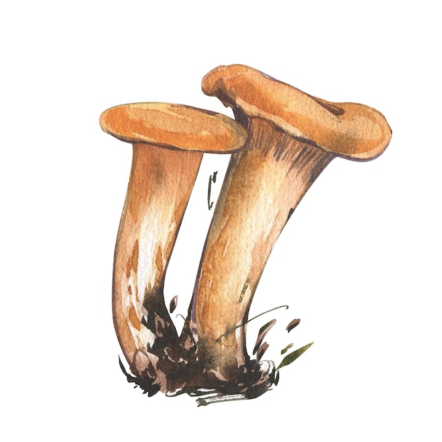 Mushrooms chanterelle isolated on white background watercolor hand drawn botanic realistic illustrat