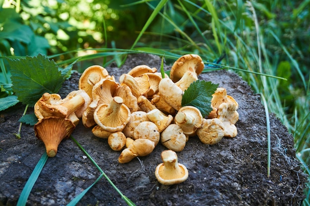 Mushrooms chanterelle on a wooden stump