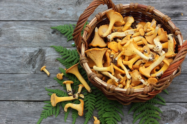 거친 보드 테이블에 바구니에 버섯 chanterelles