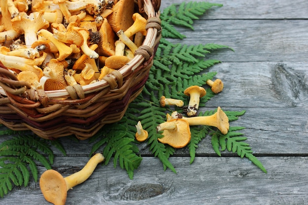 Mushrooms chanterelles in a basket on the table, top view. 