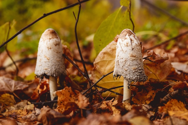 Mushrooms in a clearing in an autumn mushroom forest.