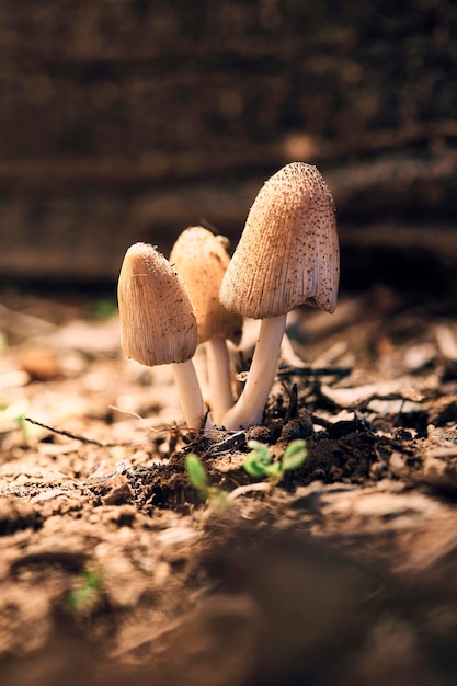 Mushrooms clipped on a forest background in an autumn sunset, typical of autumn with soft earthy colors