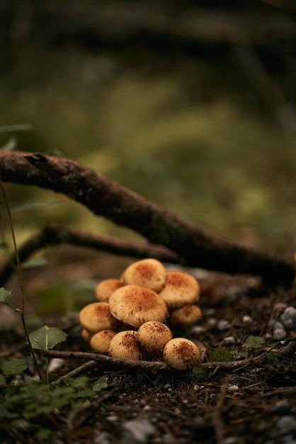 Mushrooms close up Concept of mushroom picking in autumn