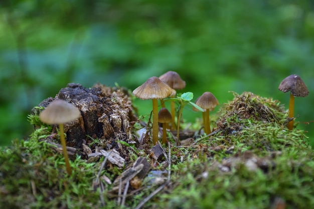 -mushrooms close-up on a tree stump