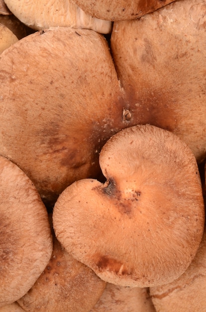 Mushrooms closeup