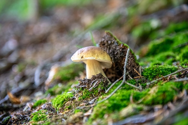 사진 숲에서 자른 버섯. 버섯 boletus edilus. 인기있는 흰 버섯 boletus 숲에서