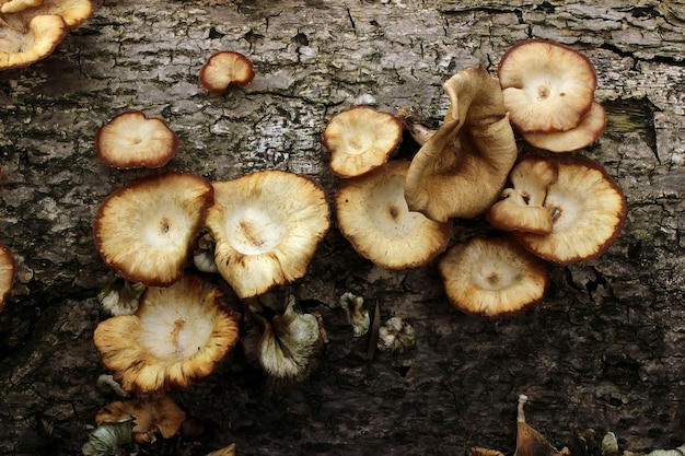 mushrooms on the death tree log