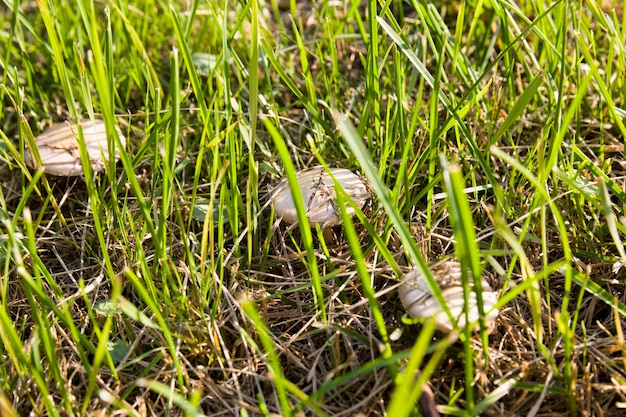 mushrooms in dry grass