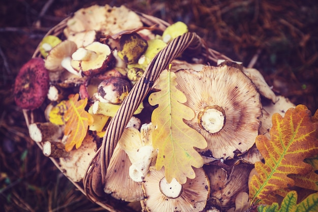 Photo mushrooms in fall season
