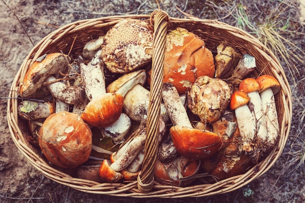 Mushrooms in Fall season