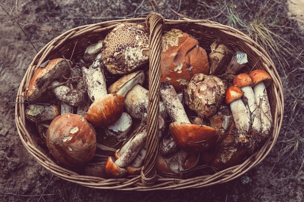 Photo mushrooms in fall season