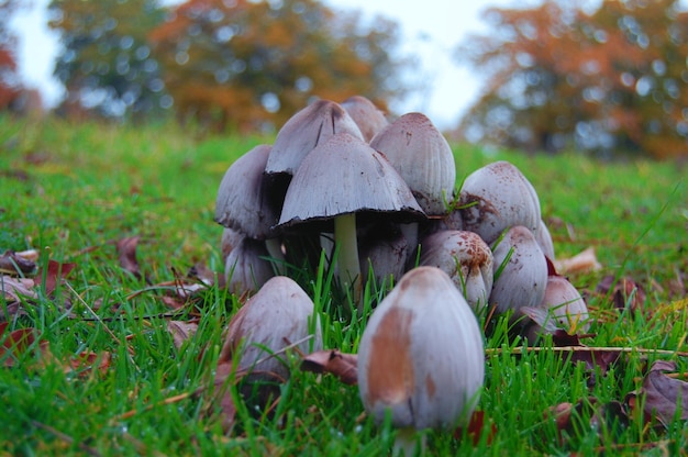 Mushrooms in a field