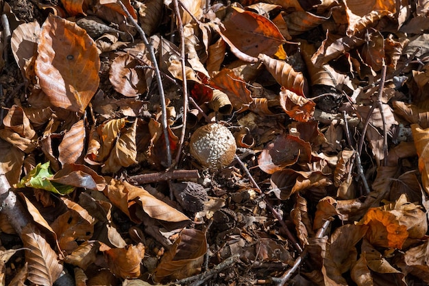 Mushrooms in a forest in autumn