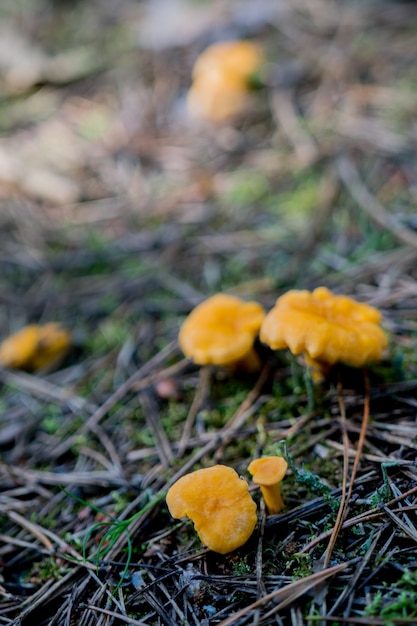 Mushrooms in the forest. Chanterelles.