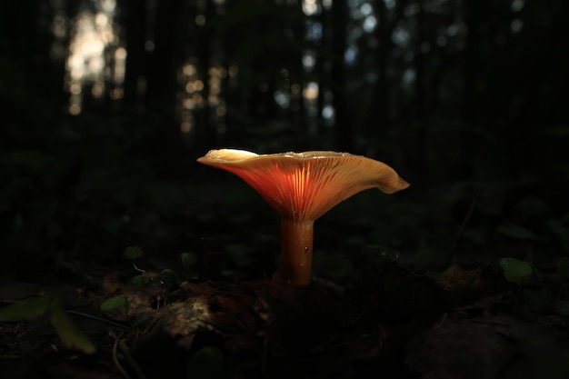 mushrooms forest nature season close