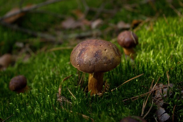 грибы в лесу фото грибов, растущих в лесу