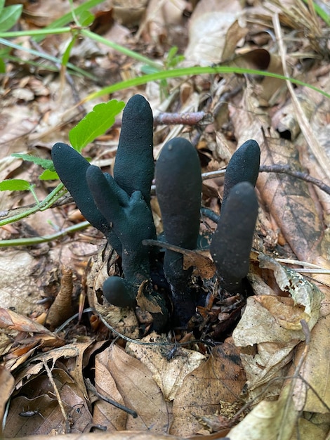 грибы в лесу