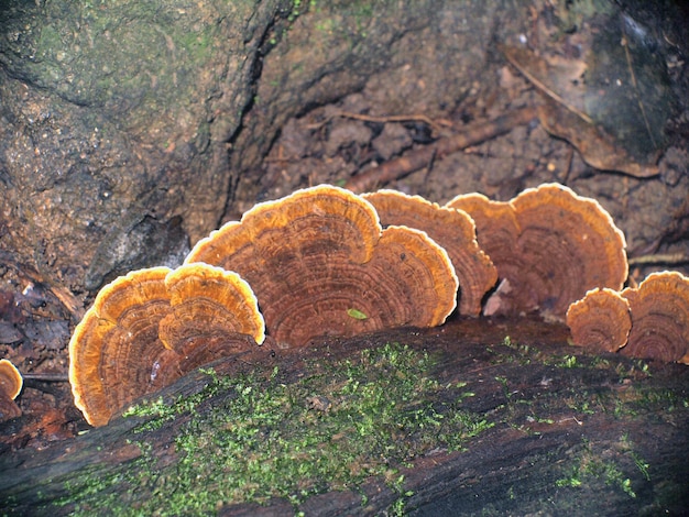 Mushrooms in the forest