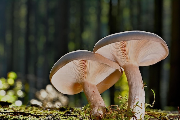 mushrooms in the forest