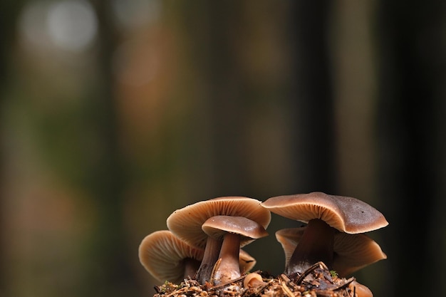 mushrooms in the forest