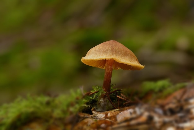 mushrooms in the forest